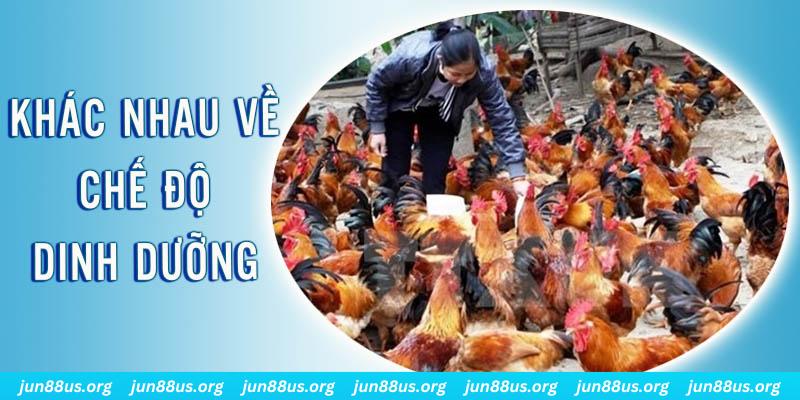 halo88 Đại Chiến Đỏ Đen