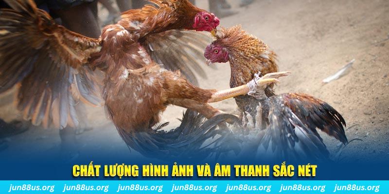 halo88 gà chọi tiêu phong