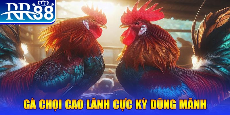 halo88 đăng nhập poker live
